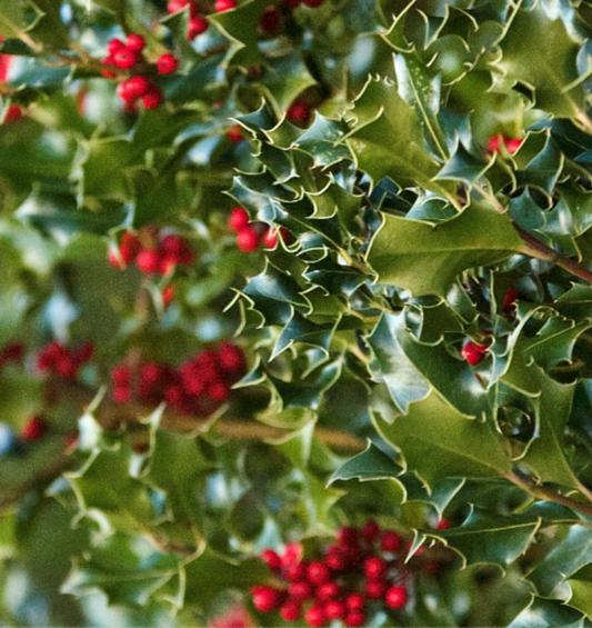  Feuilles vertes brillantes avec des baies de houx rouges et rondes comme représentation visuelle de l'huile parfumée Holly & Ivy disponible chez Village Craft and Candle.