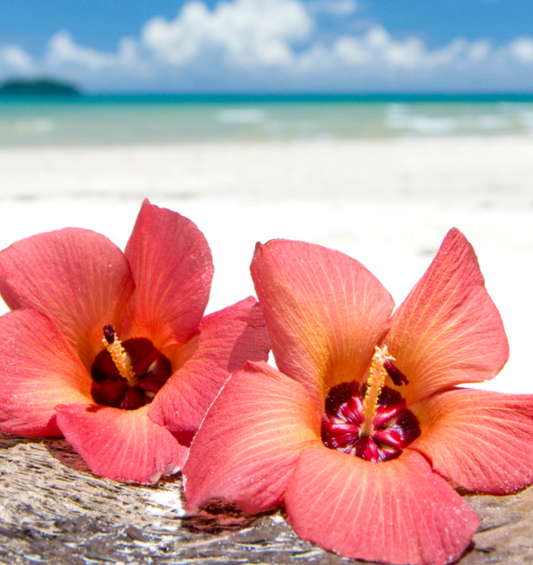 Red hibiscus on a beach on white sand as a visual representation of Island Hibiscus Fragrance Oil available at Village Craft and Candle 