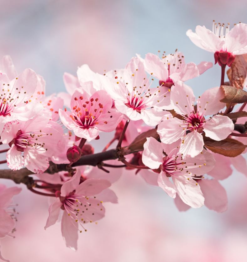 Close up of white cherry blossoms on a cherry tree with a blue sky background as a visual representation of Japanese Cherry Blossom Fragrance Oil available at Village Craft and Candle || Gros plan de fleurs de cerisier blanches sur un cerisier avec un fond de ciel bleu comme représentation visuelle de l'huile parfumée de fleurs de cerisier japonaise disponible chez Village Craft and Candle