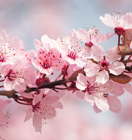 Close up of white cherry blossoms on a cherry tree with a blue sky background as a visual representation of Japanese Cherry Blossom Fragrance Oil available at Village Craft and Candle 