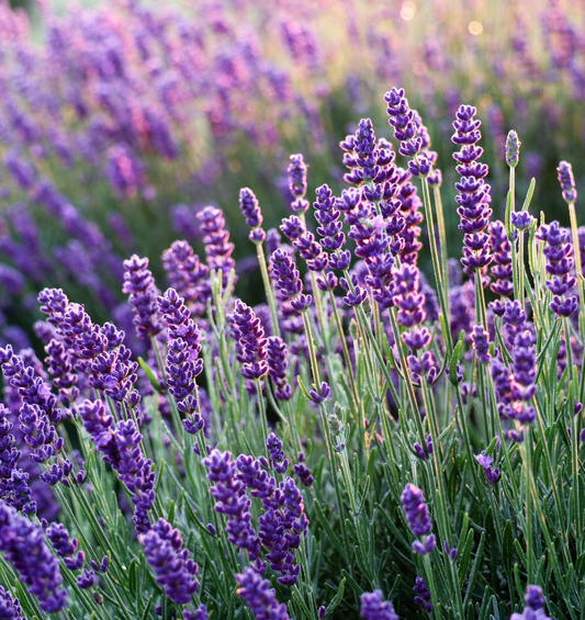  Vue rapprochée d'un champ de lavande au crépuscule comme représentation visuelle de l'huile parfumée de lavande disponible chez Village Craft and Candle