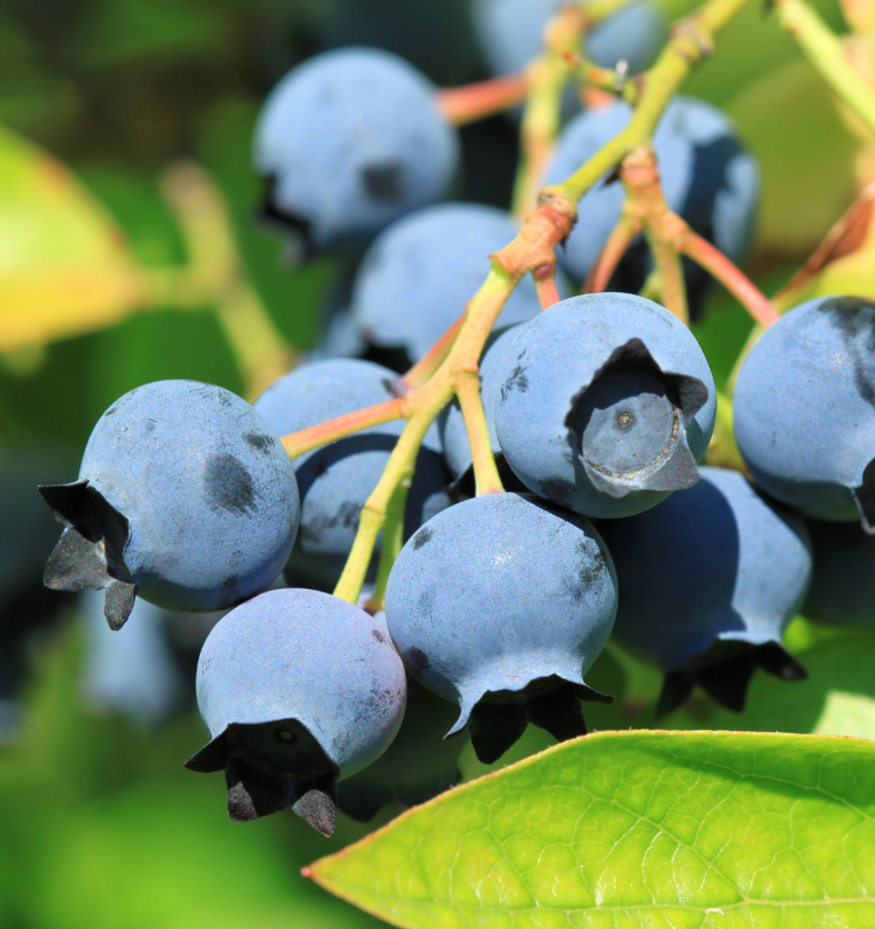 Dusty blueberries on a branch in the sun as a visual representation of Northern Blueberry Fragrance Oil available at Village Craft and Candle || Bleuets poussiéreux sur une branche au soleil comme représentation visuelle de l'huile parfumée de bleuet du Nord disponible chez Village Craft and Candle
