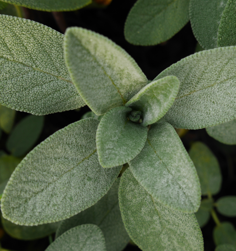 Close up of a field of sage as a visual representation of Sage Fragrance Oil available at Village Craft and Candle || Gros plan d'un champ de sauge comme représentation visuelle de l'huile parfumée de sauge disponible chez Village Craft and Candle