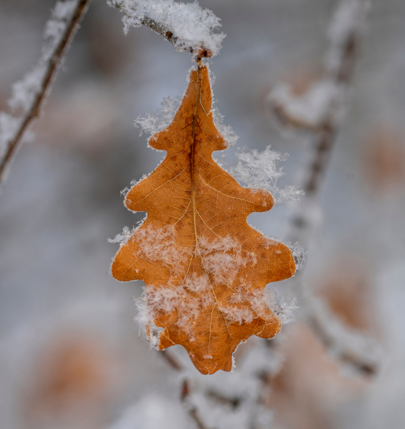 Bed of frost covered oak leaf as a visual representation of Snow Oak & Sage Fragrance Oil available at Village Craft and Candle || Lit de feuilles assorties recouvertes de givre comme représentation visuelle de l'huile parfumée de chêne des neiges et de sauge disponible chez Village Craft and Candle