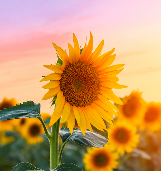  Tournesols dans un champ d'été comme représentation visuelle de l'huile parfumée de tournesol disponible chez Village Craft and Candle