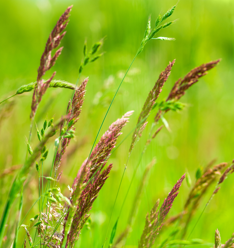 Field of wild grass as a visual representation of Sweet Grass Fragrance Oil available at Village Craft and Candle || Champ d'herbes sauvages comme représentation visuelle de l'huile parfumée Sweet Grass disponible chez Village Craft and Candle