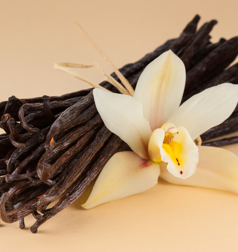 Vanilla beans with a vanilla flower as a visual representation of Vanilla Fragrance Oil available at Village Craft and Candle || Gousses de vanille avec une fleur de vanille comme représentation visuelle de l'huile parfumée à la vanille disponible chez Village Craft and Candle