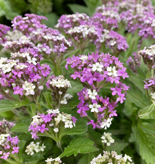 Verbena & White Thyme Fragrance Oil for Candle Making 