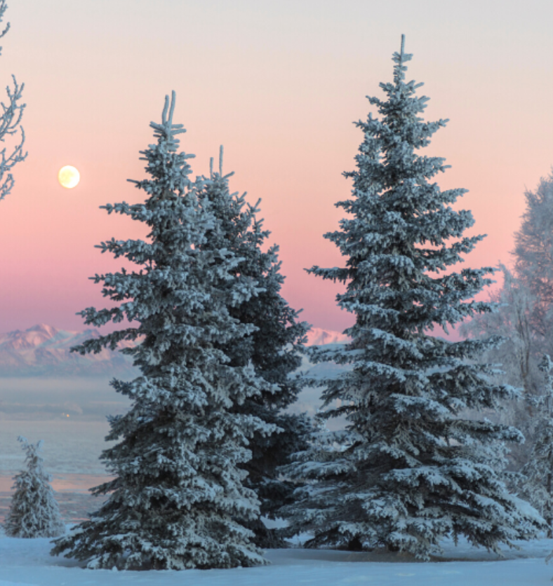 Winter scene of tall trees covered in snow with mountains in the background against a sunset sky in colours of pink & purple as a visual representation of Winterscape Fragrance Oil available at Village Craft and Candle || Scène hivernale de grands arbres couverts de neige avec des montagnes en arrière-plan sur un ciel coucher de soleil dans des couleurs rose et violet comme représentation visuelle de l'huile parfumée Winterscape disponible chez Village Craft and Candle.