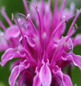 Bergamot - Essential Oil