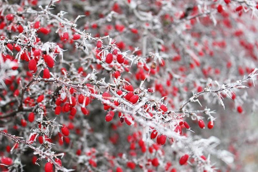 Frozen branches with red berries as a visual representation of Arctic Bitterberry Fragrance Oil available at Village Craft and Candle 