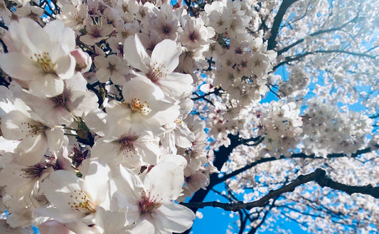  Gros plan de fleurs de cerisier blanches sur un cerisier avec un fond de ciel bleu comme représentation visuelle de l'huile parfumée de fleurs de cerisier japonaise disponible chez Village Craft and Candle