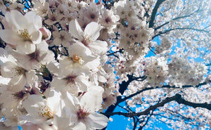 Japanese Cherry Blossom Fragrance Oil (seductive, mysterious floral scent) for Candle Making || Huile de parfum japonais de cerisier de cerisier (parfum floral séduisant, mystérieux) pour la fabrication de bougies