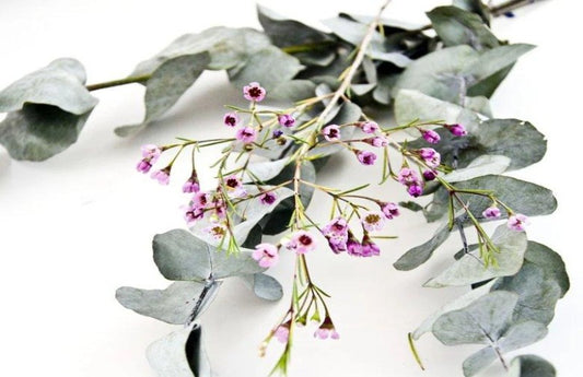 Eucalyptus and lavender on a white background as a visual representation of Eucalyptus & French Lavender Fragrance Oil available at Village Craft and Candle 