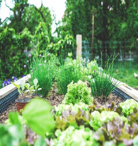 Veggie Garden - Fragrance Oil for Candle Making || Jardin végétarien - Huile de parfum pour fabrication de bougies