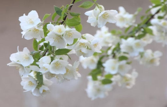  Fleurs blanches sur une branche avec un fond beige uni comme représentation visuelle de l'huile parfumée au jasmin et à la soie blanche disponible chez Village Craft and Candle