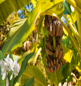 A bundle of small yellow bananas with a sprig of Ginger lily.  Fei Banana & Ginger Lily Fragrance Oil, find it at Village Craft & Candle. ||Un bouquet de petites bananes jaunes avec une branche de lys gingembre. L'huile parfumée Fei Banana & Ginger Lily, à découvrir chez Village Craft & Candle.