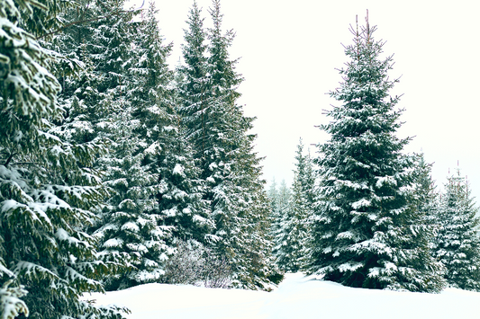  Forêt de grands sapins recouverts de neige comme représentation visuelle de l'huile parfumée Forêt de sapin disponible chez Village Craft and Candle