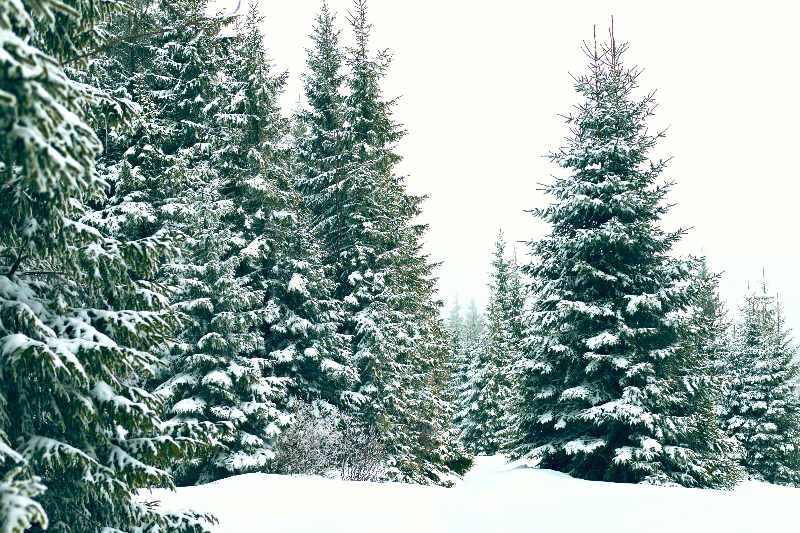 Forest of tall fir trees covered in snow