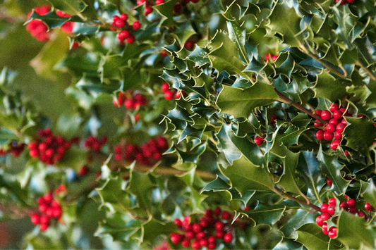 Shiny green leaves with red, round holly berries as a visual representation of Holly & Ivy Fragrance Oil available at Village Craft and Candle 