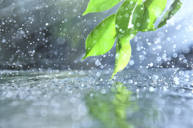 Rain - Fragrance Oil