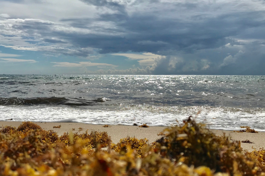  Jour de l'océan gris avec des buissons dorés comme représentation visuelle de l'huile parfumée de mousse de mer disponible chez Village Craft and Candle