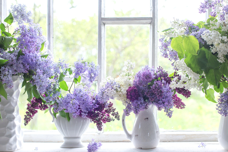 Vases of lilacs in front of large bright window as a visual representation of True Lilac Fragrance Oil available at Village Craft and Candle || Vases de lilas devant une grande fenêtre lumineuse comme représentation visuelle de l'huile parfumée True Lilac disponible chez Village Craft and Candle