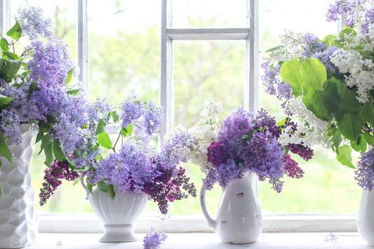  Vases de lilas devant une grande fenêtre lumineuse comme représentation visuelle de l'huile parfumée True Lilac disponible chez Village Craft and Candle