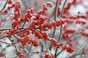 Red berries dripping with ice and water