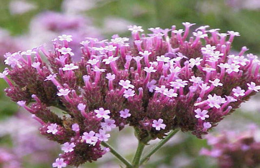 Verbena & White Thyme Fragrance Oil for Candle Making 