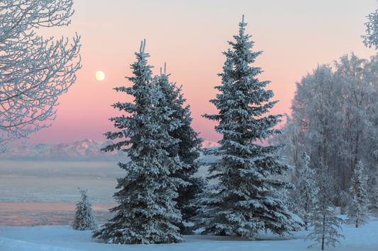  Scène hivernale de grands arbres couverts de neige avec des montagnes en arrière-plan sur un ciel coucher de soleil dans des couleurs rose et violet comme représentation visuelle de l'huile parfumée Winterscape disponible chez Village Craft and Candle.