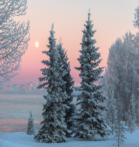 Winter scene of tall trees covered in snow with mountains in the background against a sunset sky in colours of pink & purple || Scène d'hiver de grands arbres couverts de neige avec des montagnes en arrière-plan contre un ciel coucher de soleil aux couleurs rose et violet