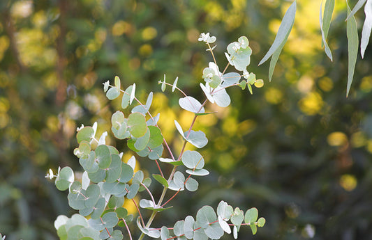  Branche d'eucalyptus en fleurs comme représentation visuelle de l'huile parfumée d'eucalyptus soja disponible chez Village Craft and Candle