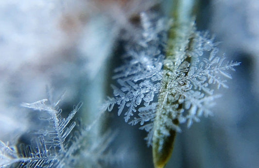 Extreme close up of a snowflake on a pine needle as a visual representation of Frosted Forest Fragrance Oil available at Village Craft and Candle 