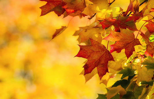  Feuilles d'automne rouges et orange comme représentation visuelle de l'huile parfumée Leaves disponible chez Village Craft and Candle