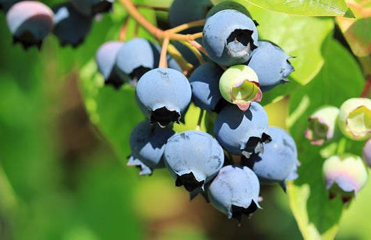 Dusty blueberries on a branch in the sun as a visual representation of Northern Blueberry Fragrance Oil available at Village Craft and Candle 