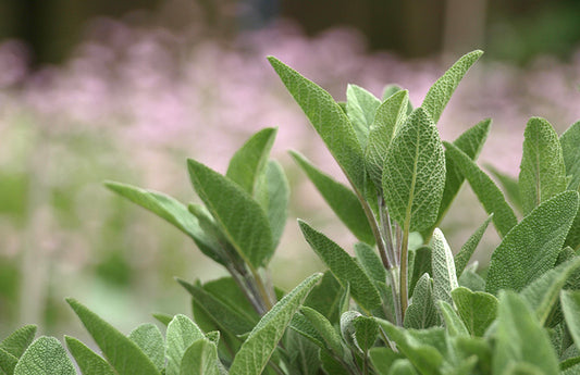 Close up of a field of sage as a visual representation of Sage Fragrance Oil available at Village Craft and Candle 