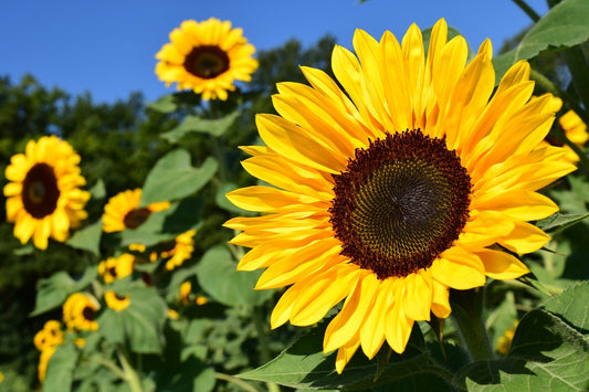 Sunflower Fragrance Oil for Candle Making 