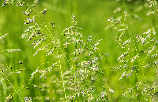  Champ d'herbes sauvages comme représentation visuelle de l'huile parfumée Sweet Grass disponible chez Village Craft and Candle