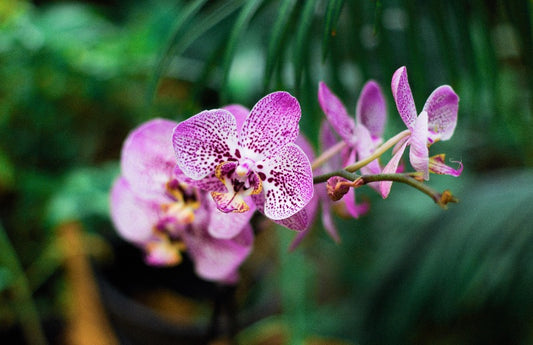  Gros plan d'orchidées à pois roses comme représentation visuelle de l'huile parfumée de litchi et d'orchidée rose disponible chez Village Craft and Candle