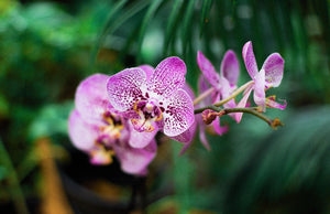Lychee & Pink Orchid Fragrance Oil for Candle Making || Huile de parfum d'orchidées en litchi et rose pour fabrication de bougies